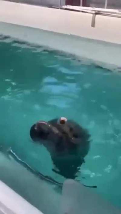 Sensational 🎺🦭