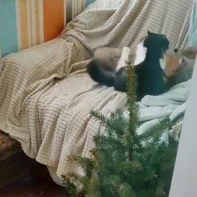 catch me if you can!