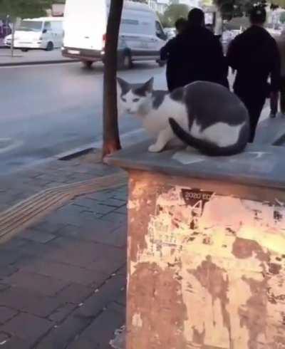 Cat assaults passersby for no reasons
