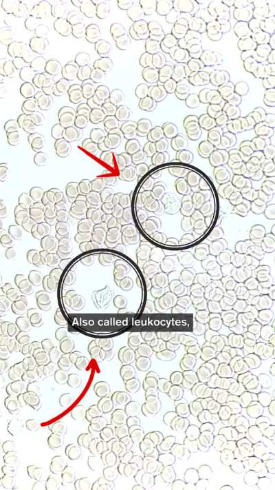 Blood Under A Microscope: An Ecosystem That Keeps You Alive