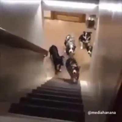 Patrice Evra names his dogs after Manchester United team mates xD