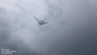 Rubber band-powered ornithopter (aircraft that flies by flapping its wings)