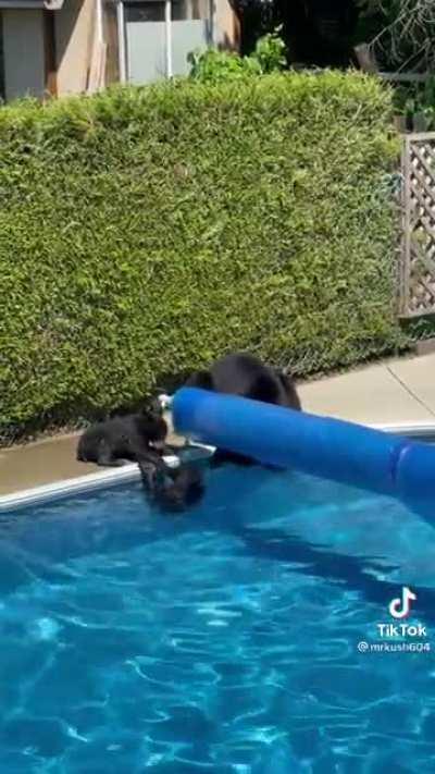 Bear Cubs in Coquitlam pool in heatwave