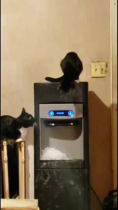Cat wasting ice