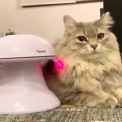 When your cat doesn’t care about your fancy toys