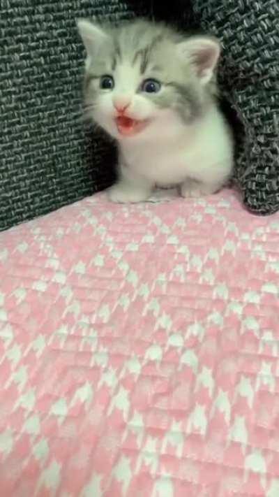 Hep me Hep me I tuck