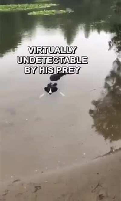 Dog thinks he's a crocodile