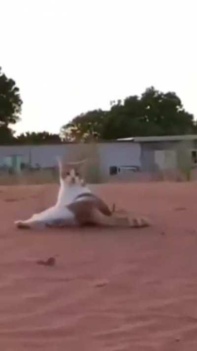 Oh I cat believe it ! What a paw kitty !