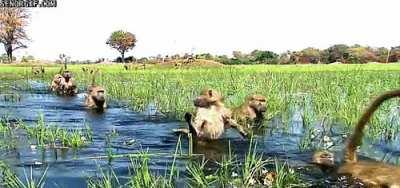 How it feels today, with Satori unleashing a band of freshly approved Apes into the Stonk 😅😎