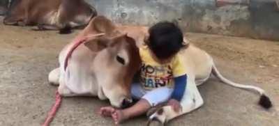 ऐसे ही गाय को 