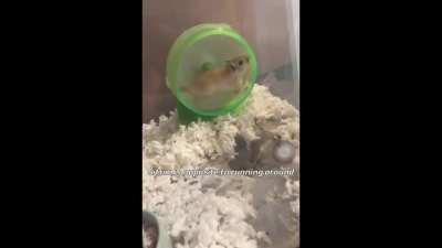 Oh my cute gerb 🐹