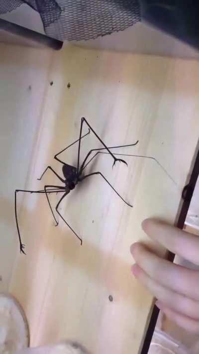 Some spiders don’t bite, they whip.