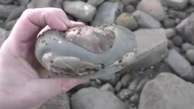 I found a fossil crab eroding out of a rock