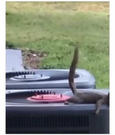 I must get back to my shit home