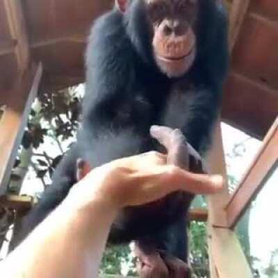 Monkey help human maybe human aren't bad