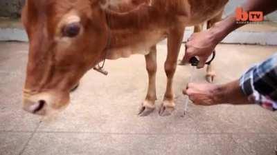 The world's smallest (and cutest) cow