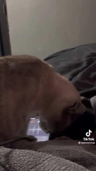 Thanks for making me late for work (not my cat)