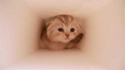Did you ever wonder what's a kitten doing inside a box/confinement?