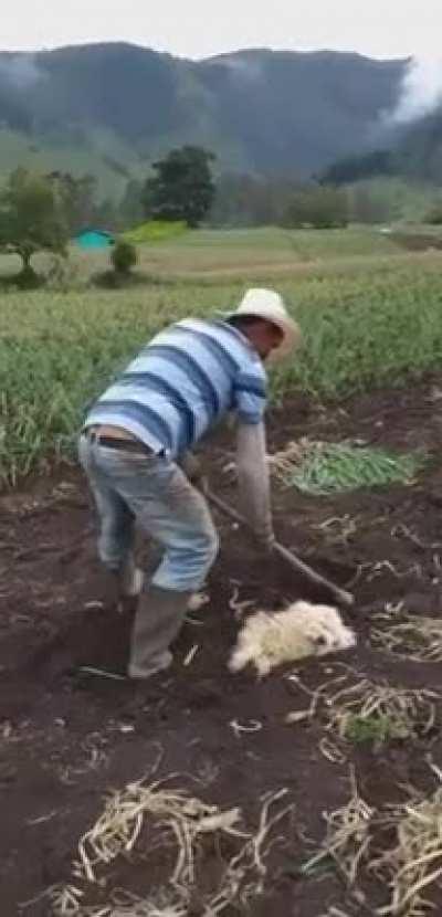 Anyone know where I can get some of these seeds?