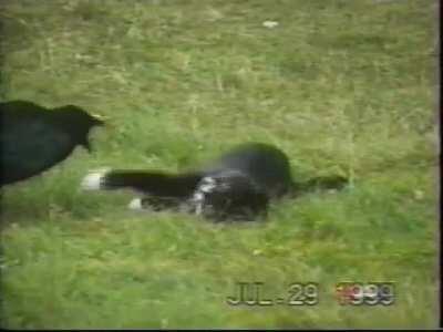 Crow feeds and befriends stray kitten, couple films the unlikely pair's friendship for over 8 months.
