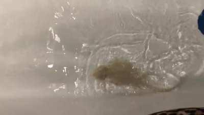 olympic swimmer, joanne