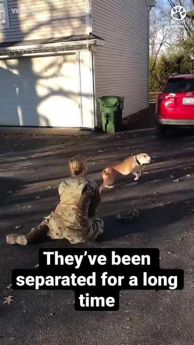 A Dog's Joyful Reaction After Realizing It's Owner Had Returned From Deployment