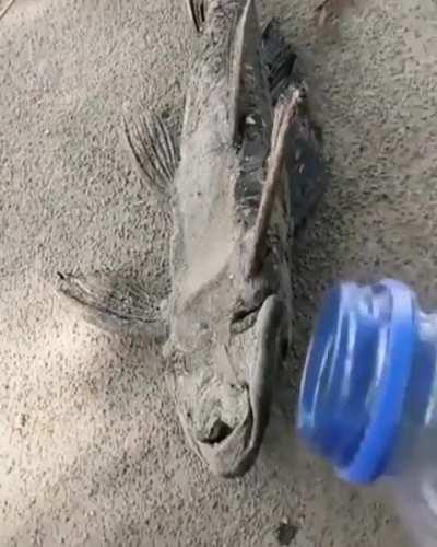 Extremely dried fish