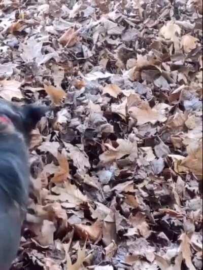 Damn it, I can hear it, I can smell it .. but I can't see it