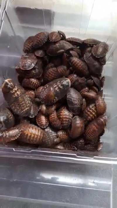 I breed cockroaches. There's 100 of them in this clip, although it looks like less. Thought some might find it terrifying.