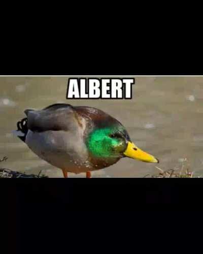 Albert