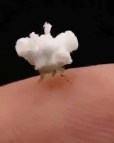 is this a spider infected with a fungus? what is this?