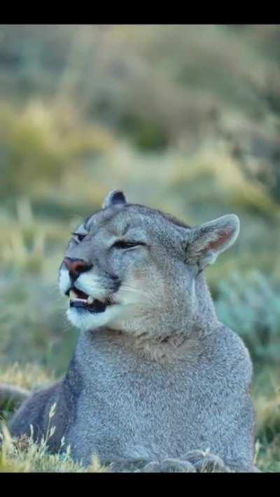 What a puma sounds like
