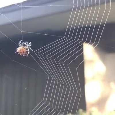 Weaving a web
