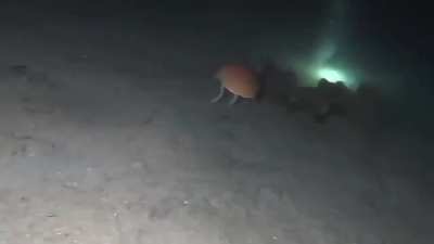 What crab is in this video?