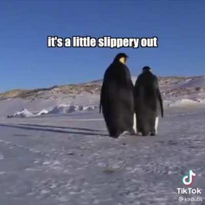What if penguins could talk