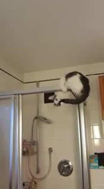 My sisters cat likes challenges