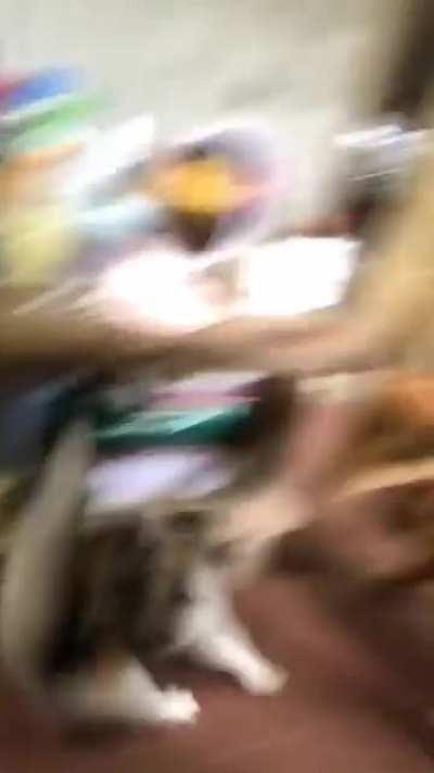 And the Animalsbeing Jerk's meter breaks!!