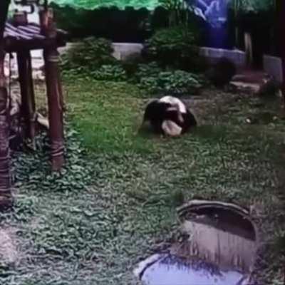 Dude jumps into the panda bear exhibit to get a closer look