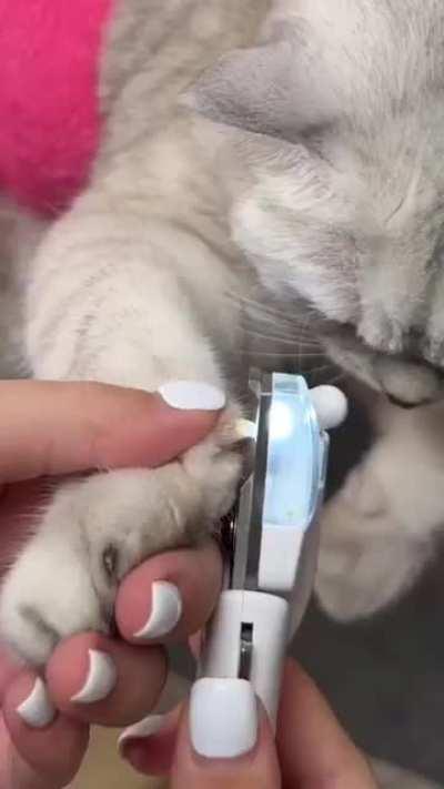 How to trim your cat's claws 💅