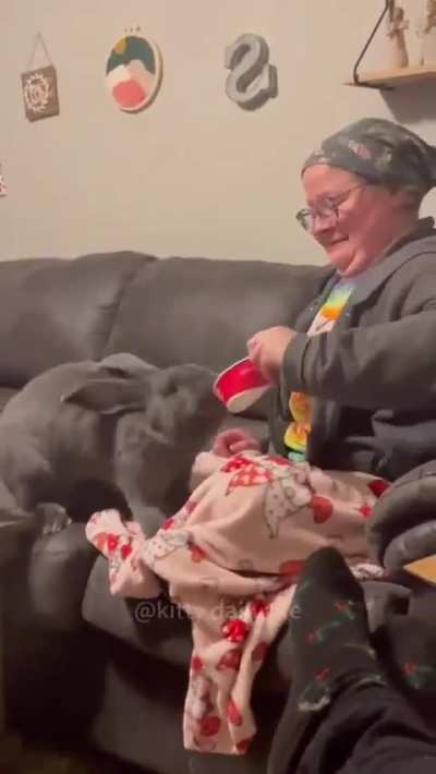 I had no idea rabbits had so much attitude 🤣