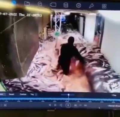 farm automatica de peixe