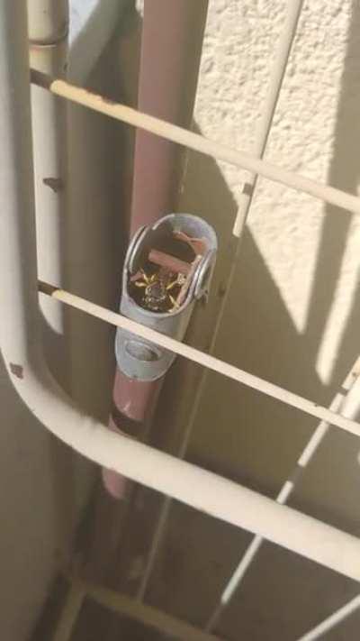 Wer baut da sein Nest?