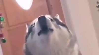 Husky singing along to the song