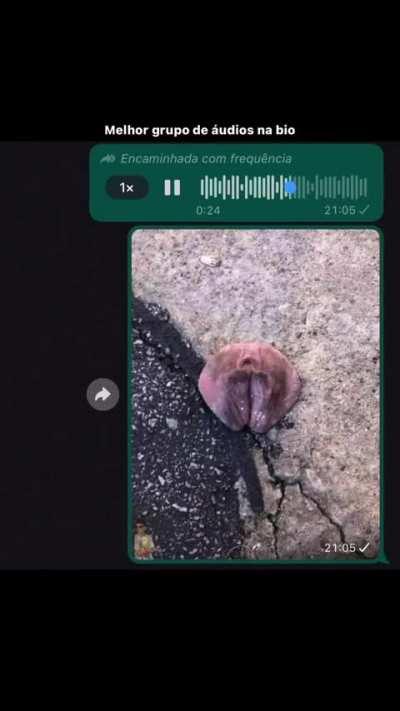 Perderam a periquita no bloquinho, é de algum membro do sub kkkkk