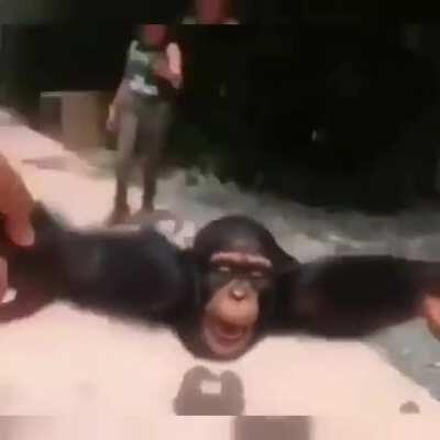 Pegasus monke want to swing with u would u deny or accept??