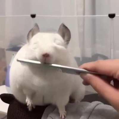 Chubby chinchilla