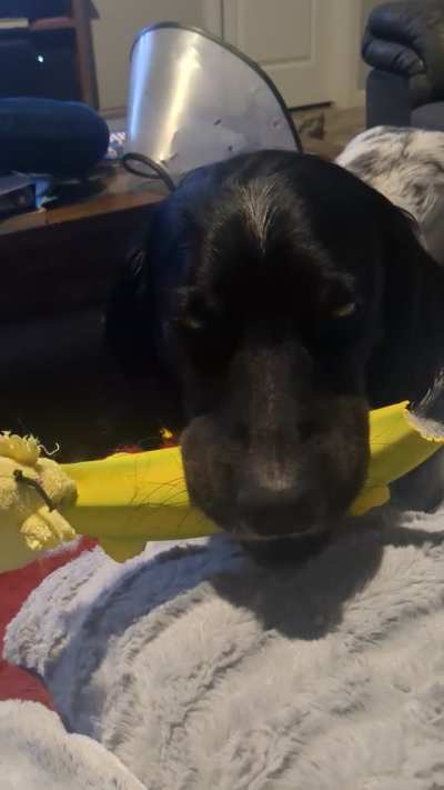 Must fetch after dinner