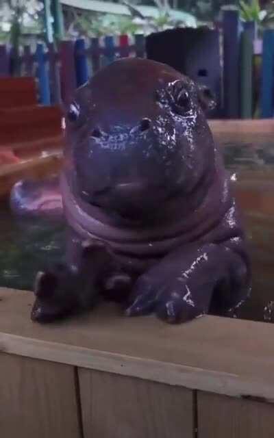 Little hippos.