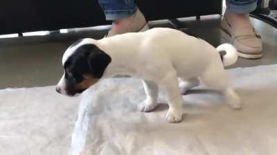 Puppy vomits surprising item at the vets.