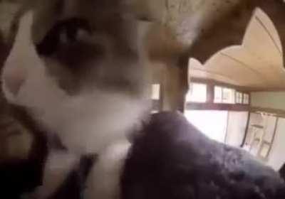 The cat do be rapping tho